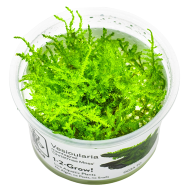 Tropica 1-2-Grow Vesicularia dubyana 'Christmas'