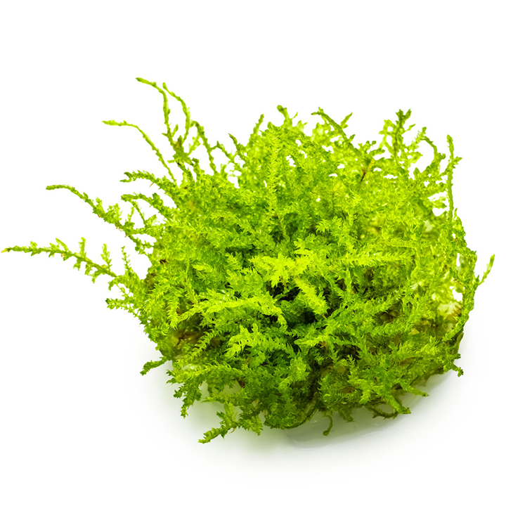 Tropica 1-2-Grow Vesicularia dubyana 'Christmas'