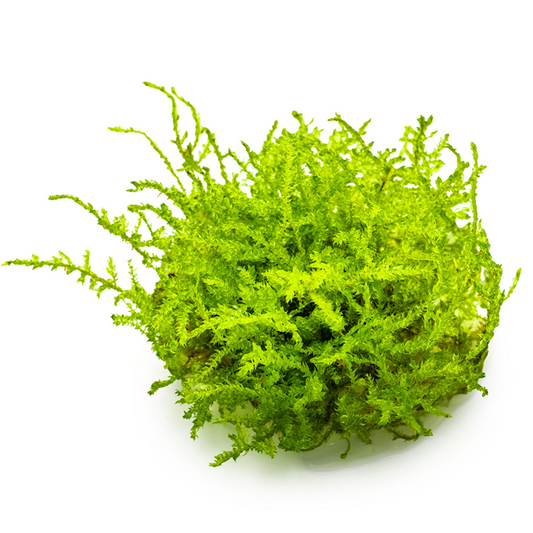 Tropica 1-2-Grow Vesicularia dubyana 'Christmas'