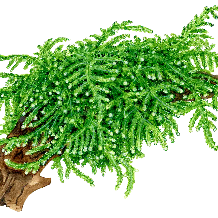 1-2-Grow Vesicularia ferriei "Weeping"