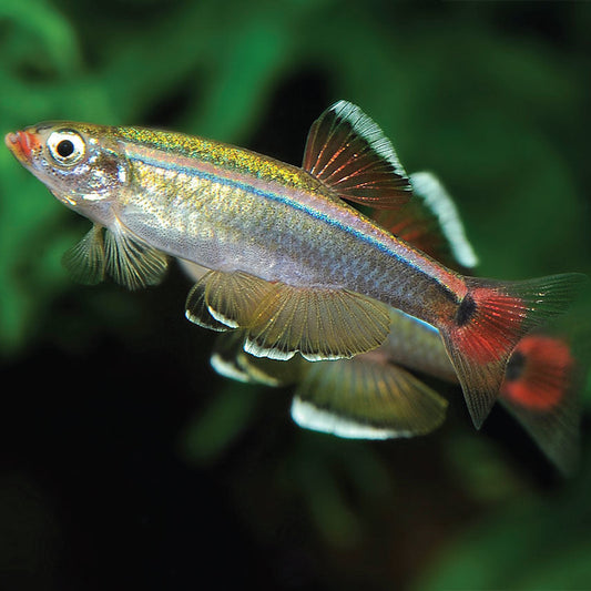 White Cloud Minnow (Tanichthys albonubes)