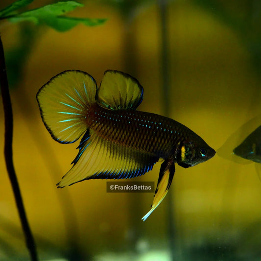 Wild Betta Splenden Yellow High quality - Male