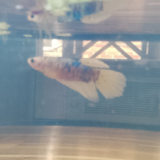 Yellow Base Multi Colour Metallic Betta - Female