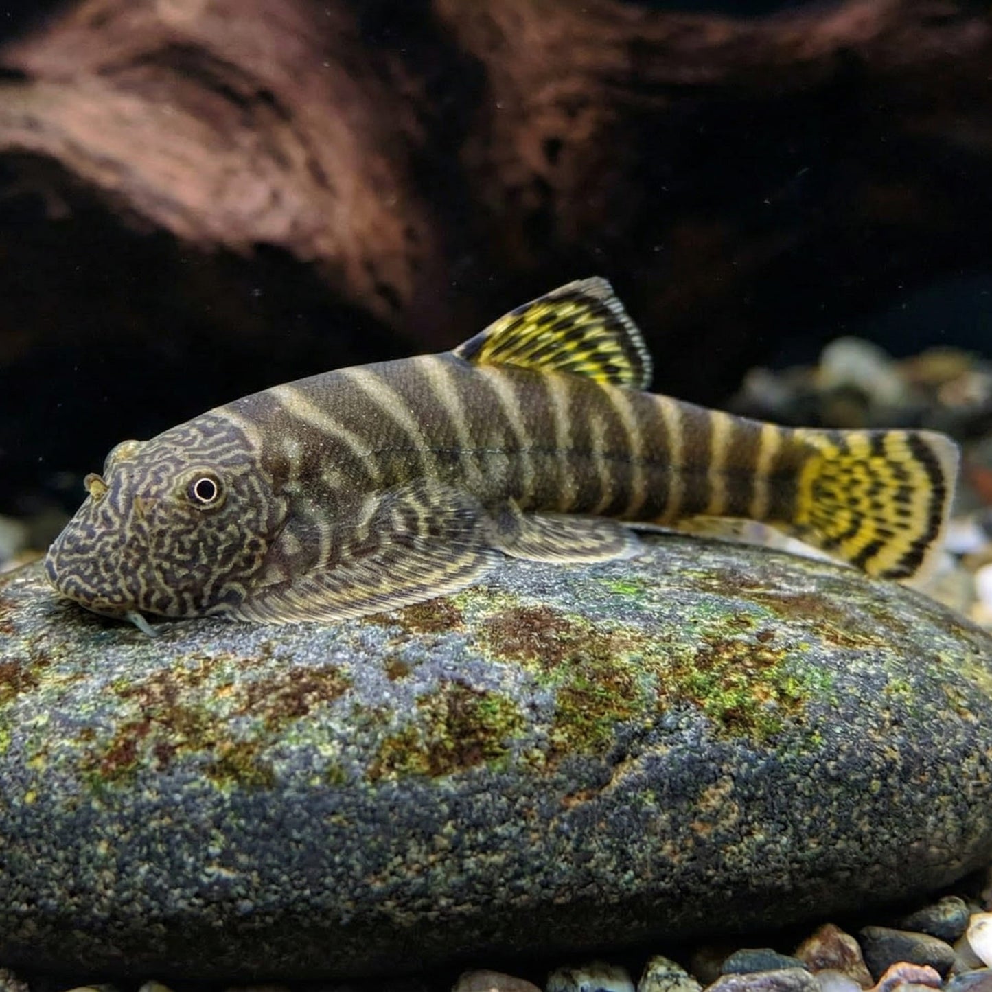 Yellow Finned Hillstream Loach