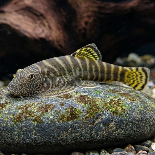 Yellow Finned Hillstream Loach