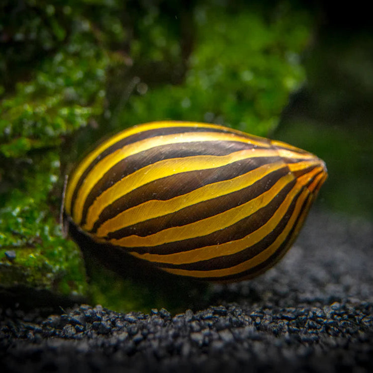 Zebra Nerite Snail