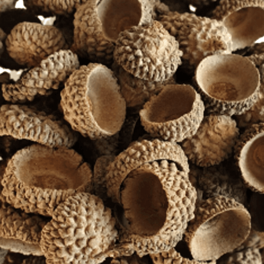 Acorn Caps