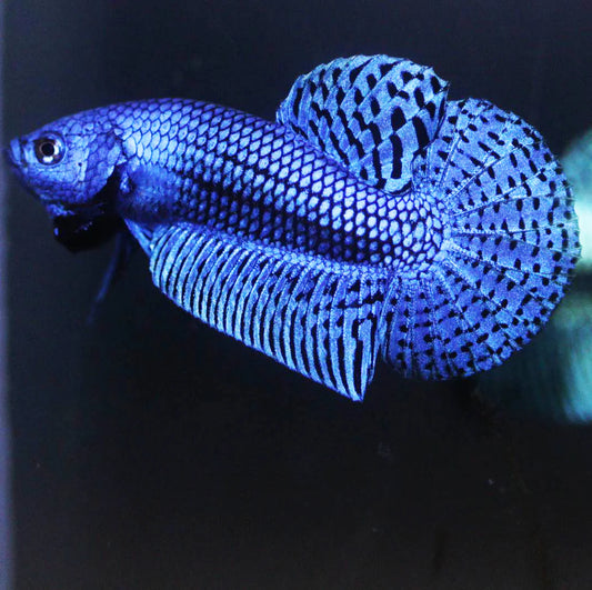 Alien Blue Betta - Male
