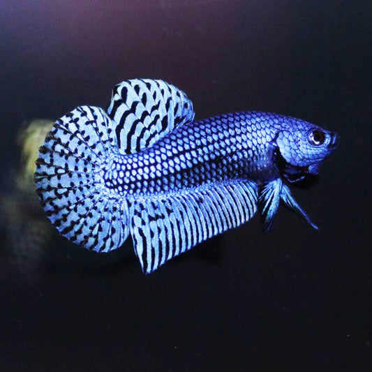 Alien Betta Blue - pair