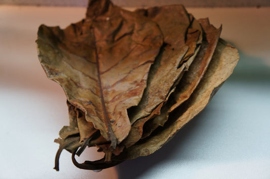 Catappa Leaves Large