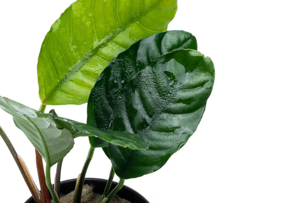 Anubias barteri var. coffeefolia
