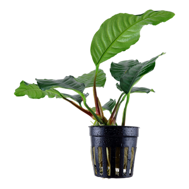 Anubias barteri var. coffeefolia