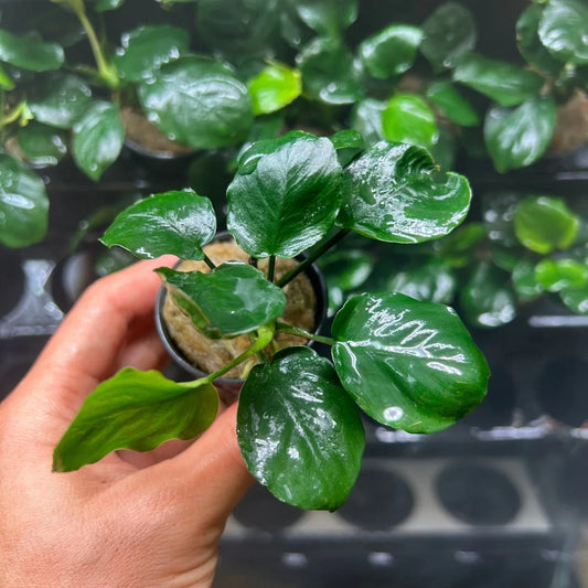 Anubias barteri var. nana Golden Coin