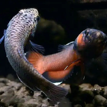 Betta Albimarginata - Couple