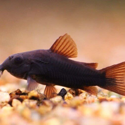 Black Schultzei Corydoras