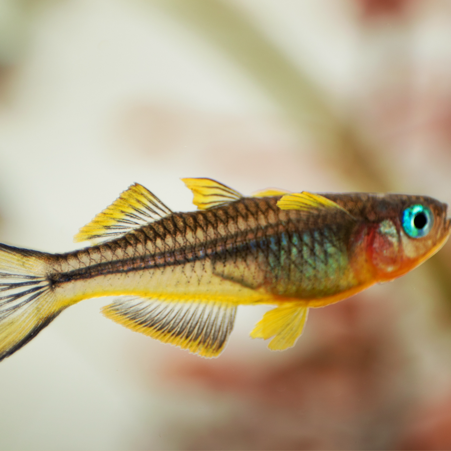 Forktail Blue-eye Rainbowfish (pseudomugil furcatus )