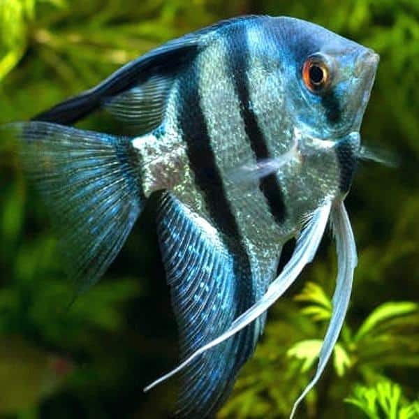 Pterophyllum scalare Blue Pinoy Angelfish
