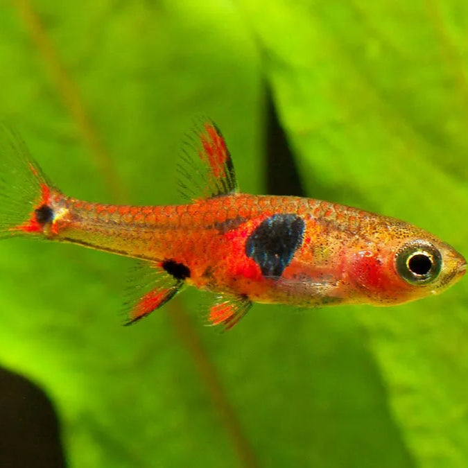 Strawberry Rasbora (Boraras naevus)