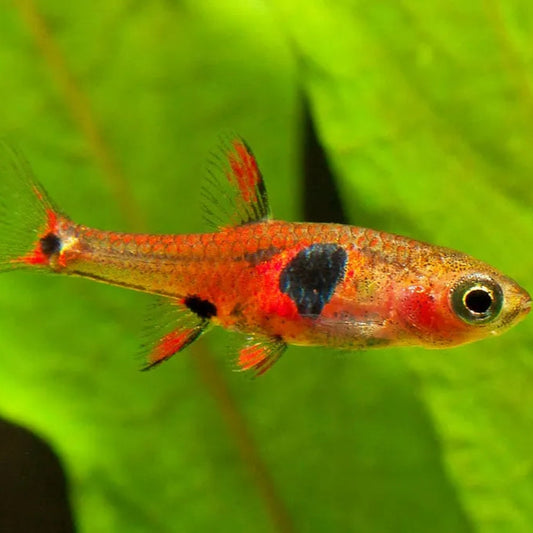 Strawberry Rasbora (Boraras naevus)