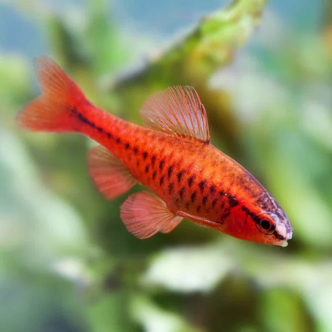 Barbus cerise