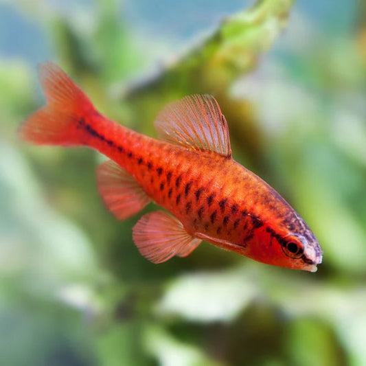 Barbus cerise