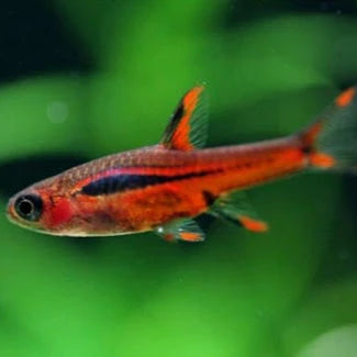Chili Rasbora