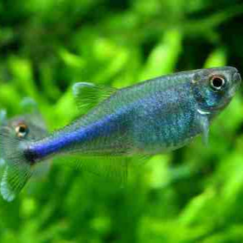 Cochus Blue Tetra