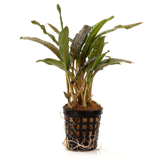 Cryptocoryne crispatula var. balansae - Potted