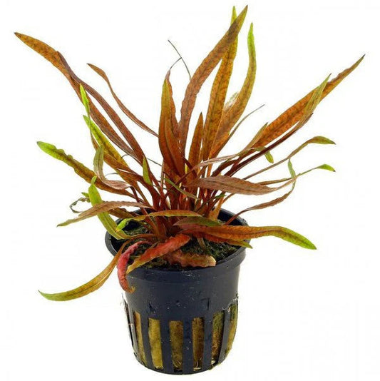Cryptocoryne undulatus Rouge