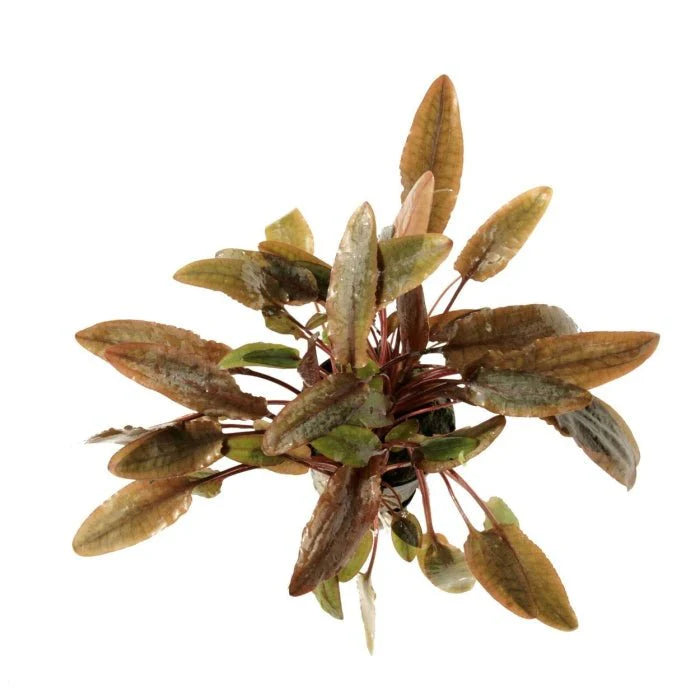 Cryptocoryne wendtii brown (potted)