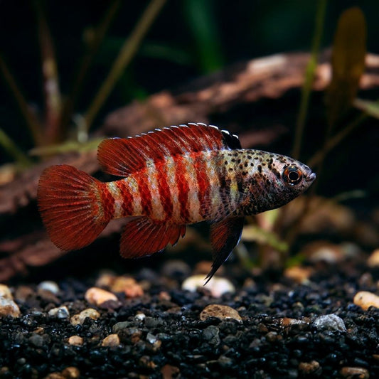 Black Tiger Badis (Dario sp. Myanmar)
