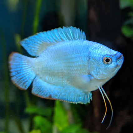 Gourami nain cobalt bleu - Male (Trichogaster lalius)