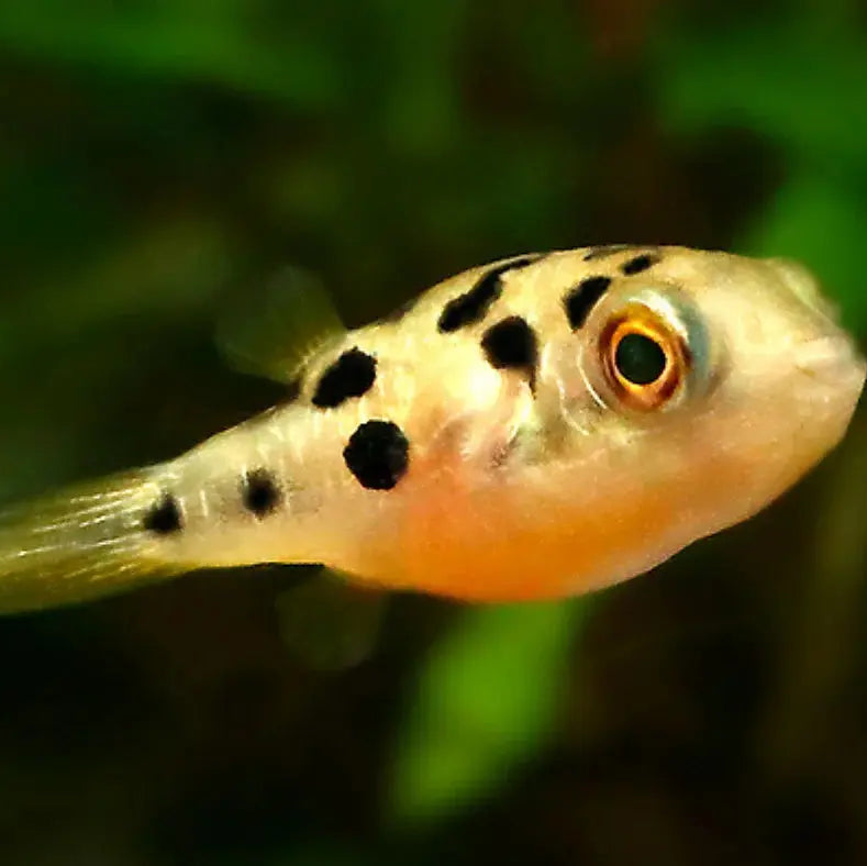 Yellow Pea Puffer