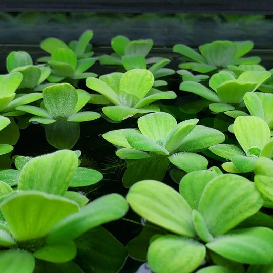 Dwarf Water Lettuce (Pistia statiotes)
