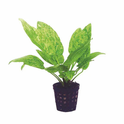 Echinodorus cord. Tropical Marble Queen