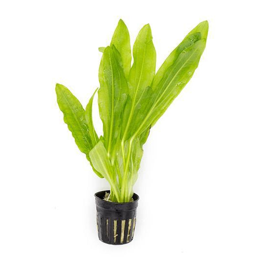 Echinodorus major-emerged