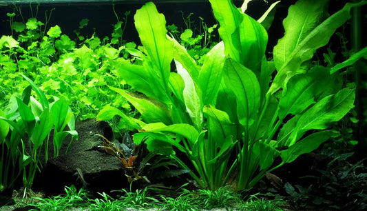 Echinodorus cordifolius fluitans