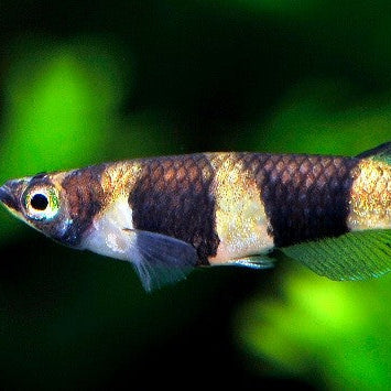 Rocket Tail Clown Killifish (Epiplatys annulatus)