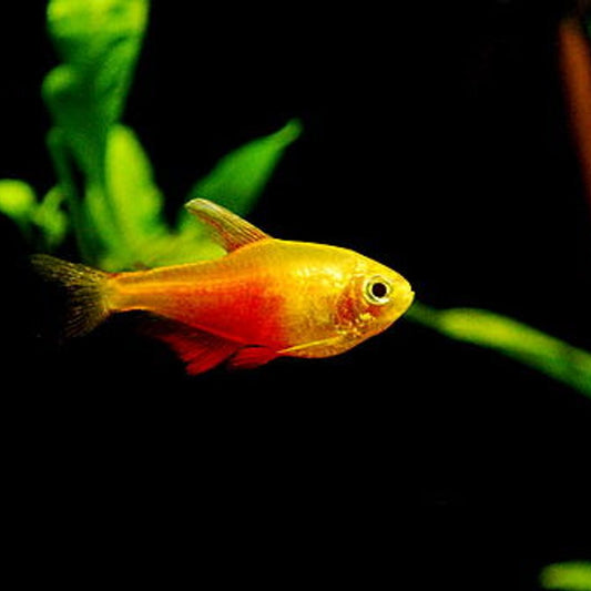 Tetra flame (Hyphessobrycon flammeus)