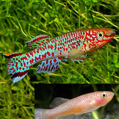 Aphyosemion Gardneri Killifish - Pair