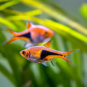 Harlequin Rasbora (Trigonostigma heteromorpha)