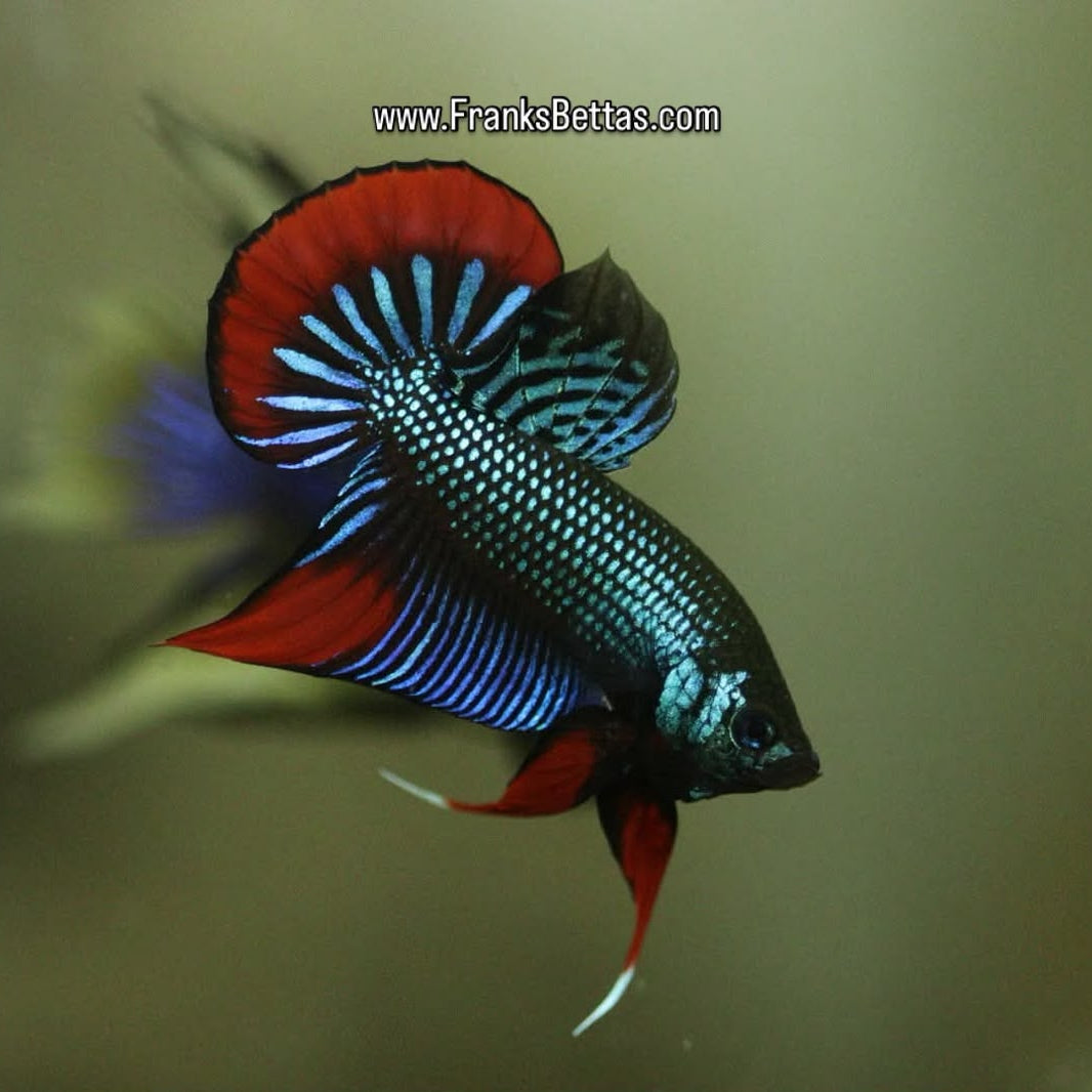 Betta Imbellis Green/Red - pair