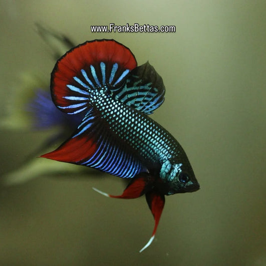 Betta Imbellis Green/Red - couple