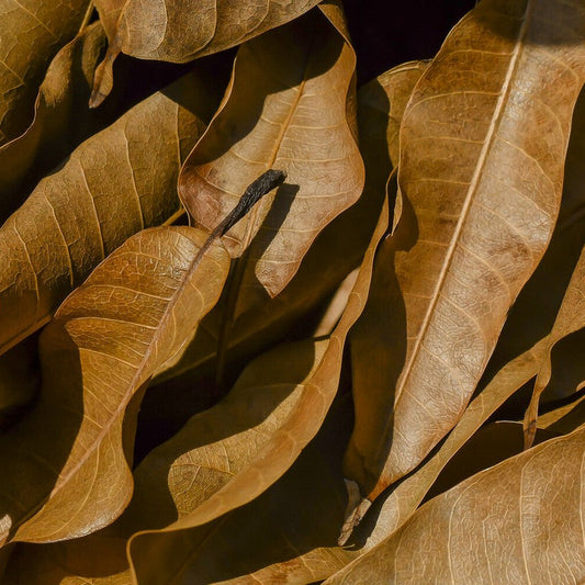 Mango Leaves