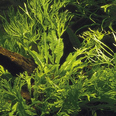 Microsorum pteropus windelov - potted