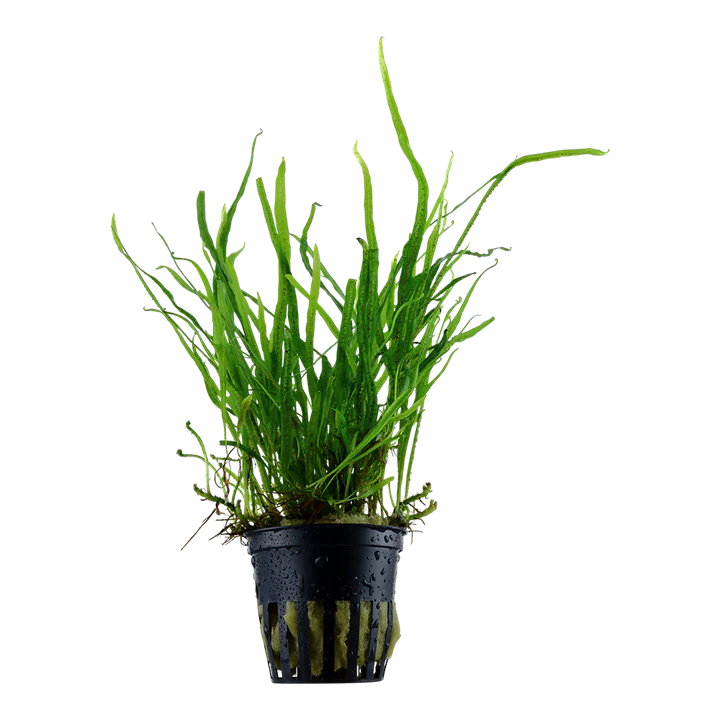 microsorum pteropus Trident -potted