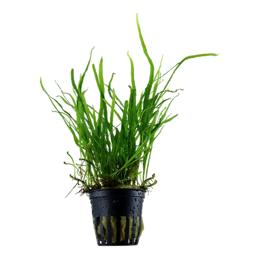 microsorum pteropus Trident -potted