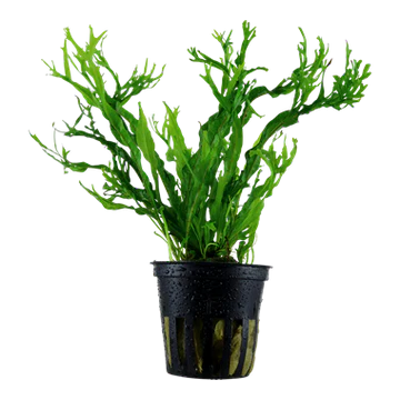 Microsorum pteropus windelov - potted