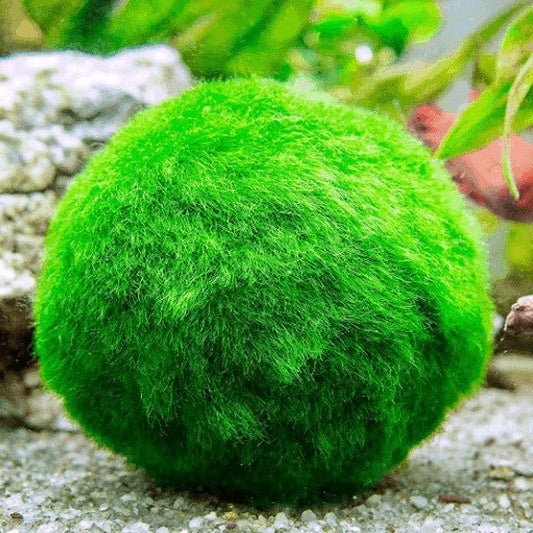 Marimo Moss Balls (1-1.5")