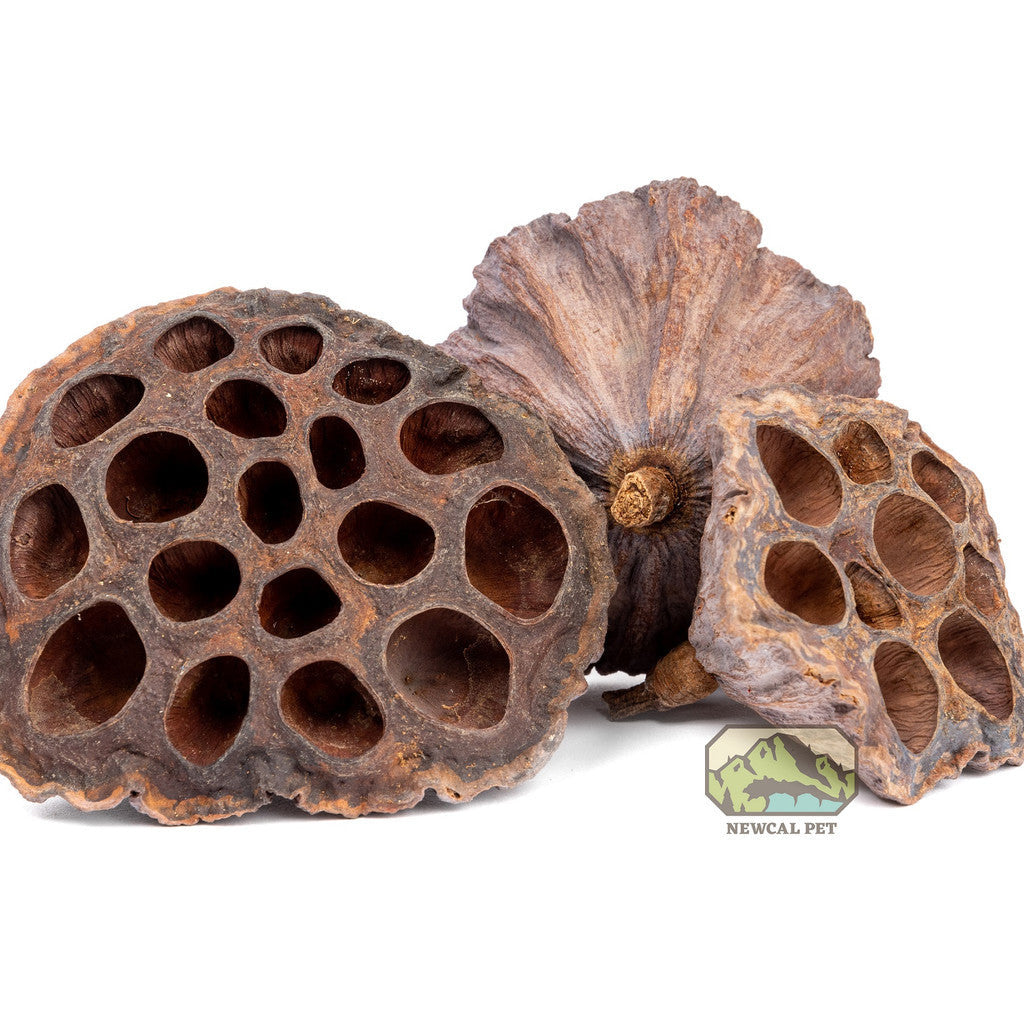 Lotus Seed Pods (3 Pack)